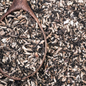 Echinacea Purpurea